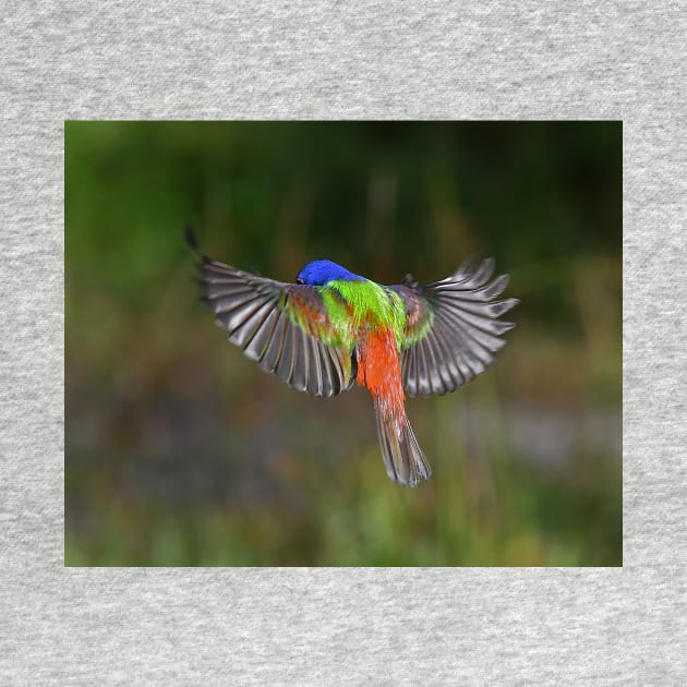 Painted Bunting Bird Flying Colors by candiscamera